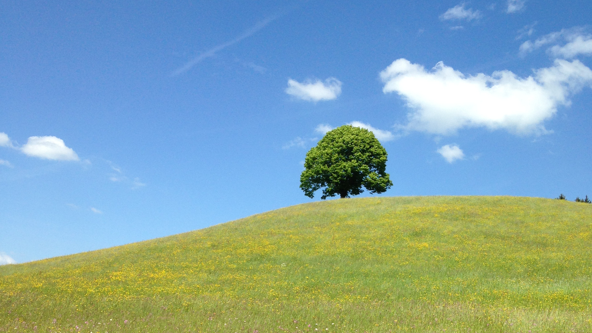 Baum in einer Blumenwiese.