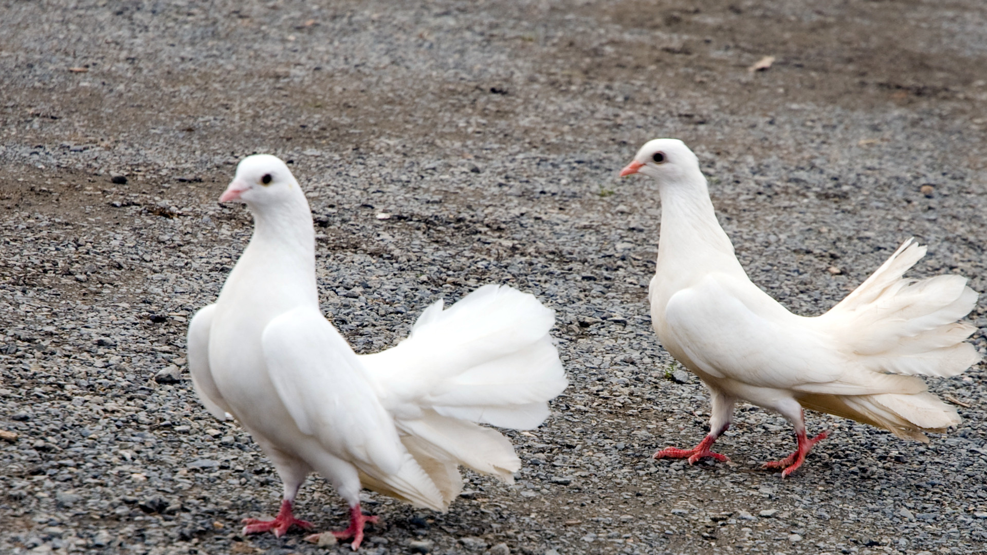 Weisse Tauben als Zeichen des Friedens