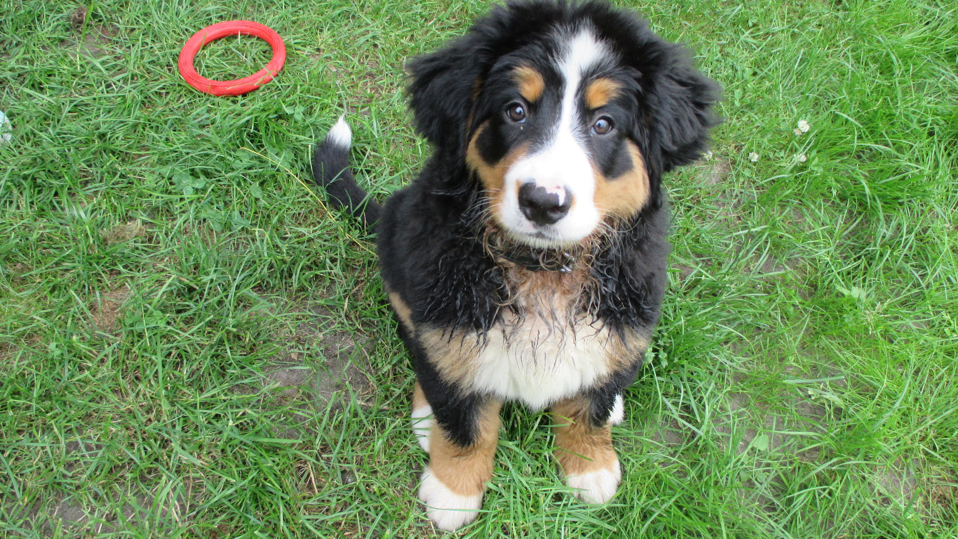 Junger Berner Sennenhund.