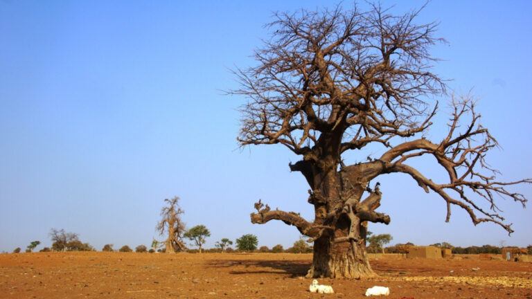 Dürre in Mali: Auch eine Folge des Klimawandels. | Caritas Schweiz
