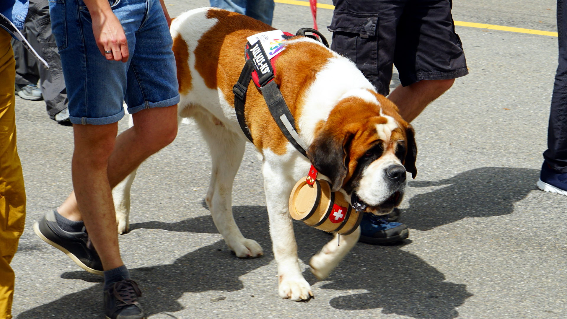 Bernhardiner-Hund mit Fässchen