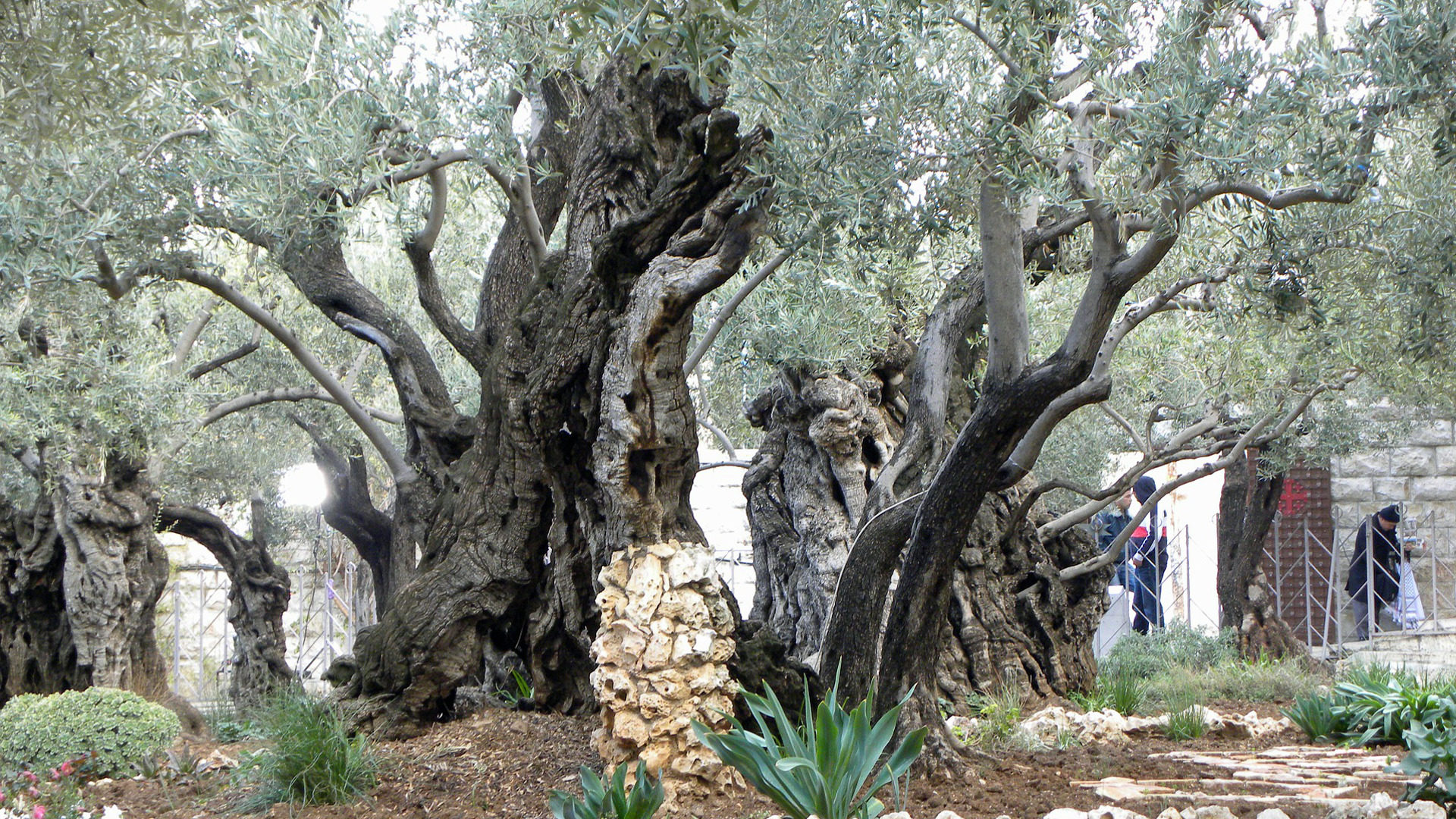 Garten Gethsemane in Jerusalem