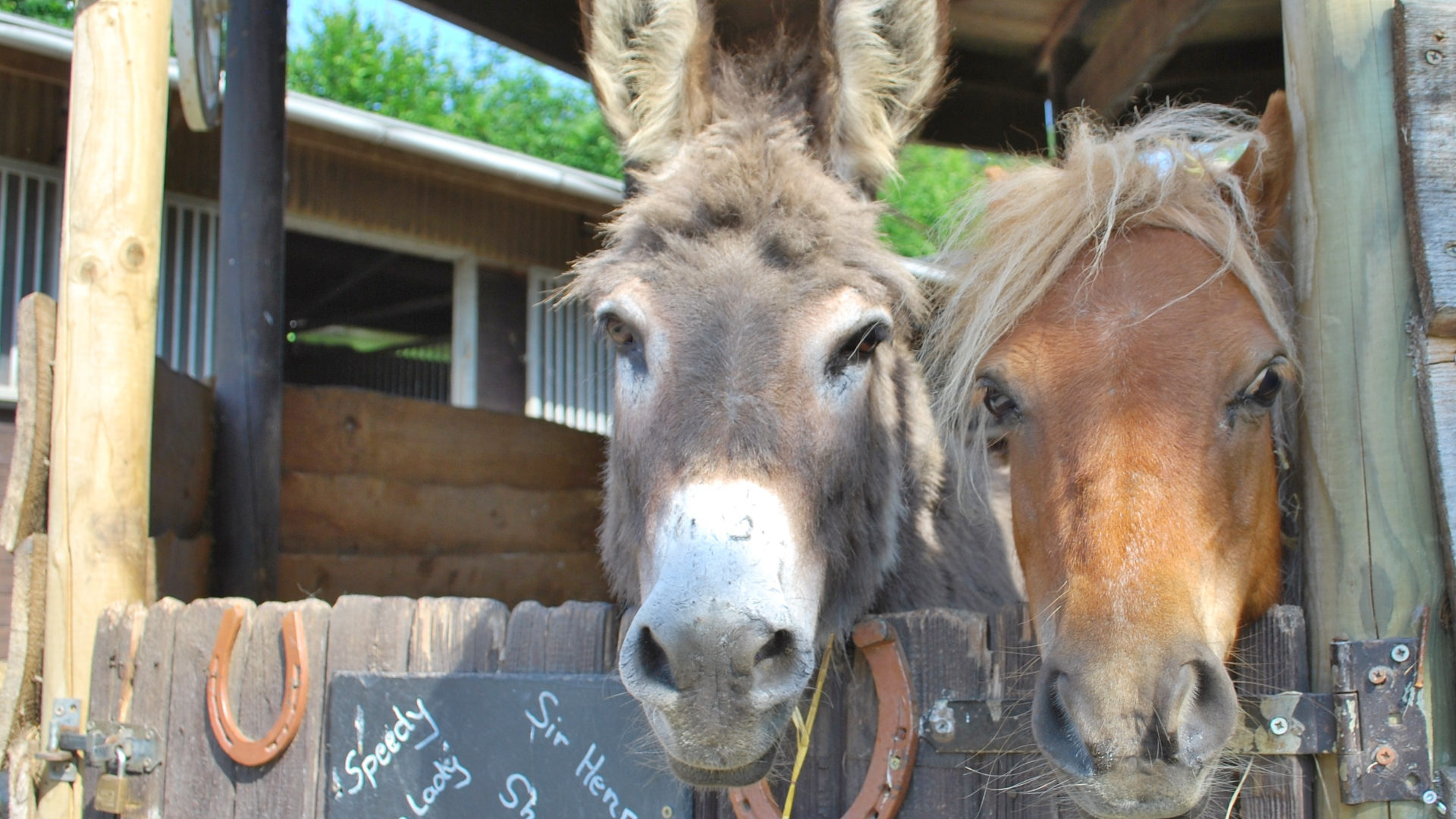 Esel und Pferd