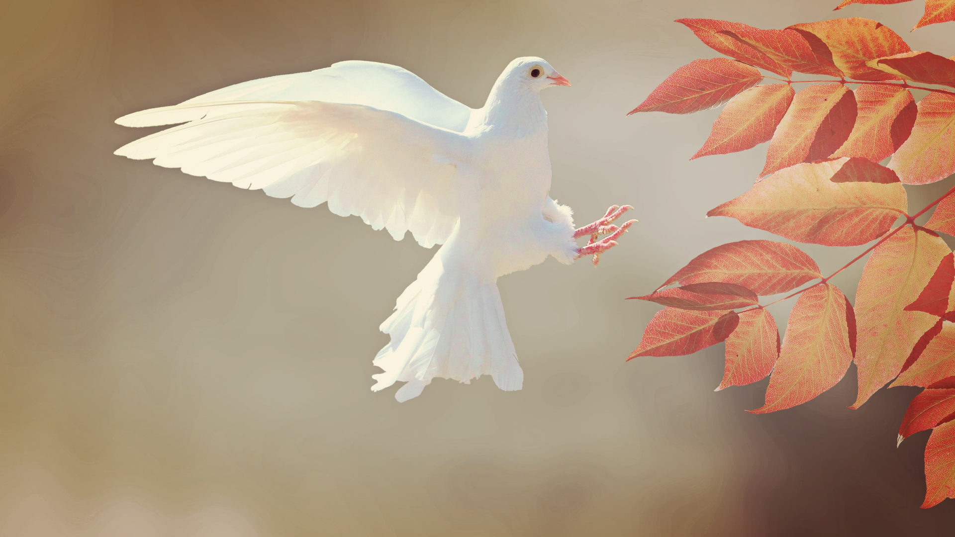 Taube als Zeichen des Friedens