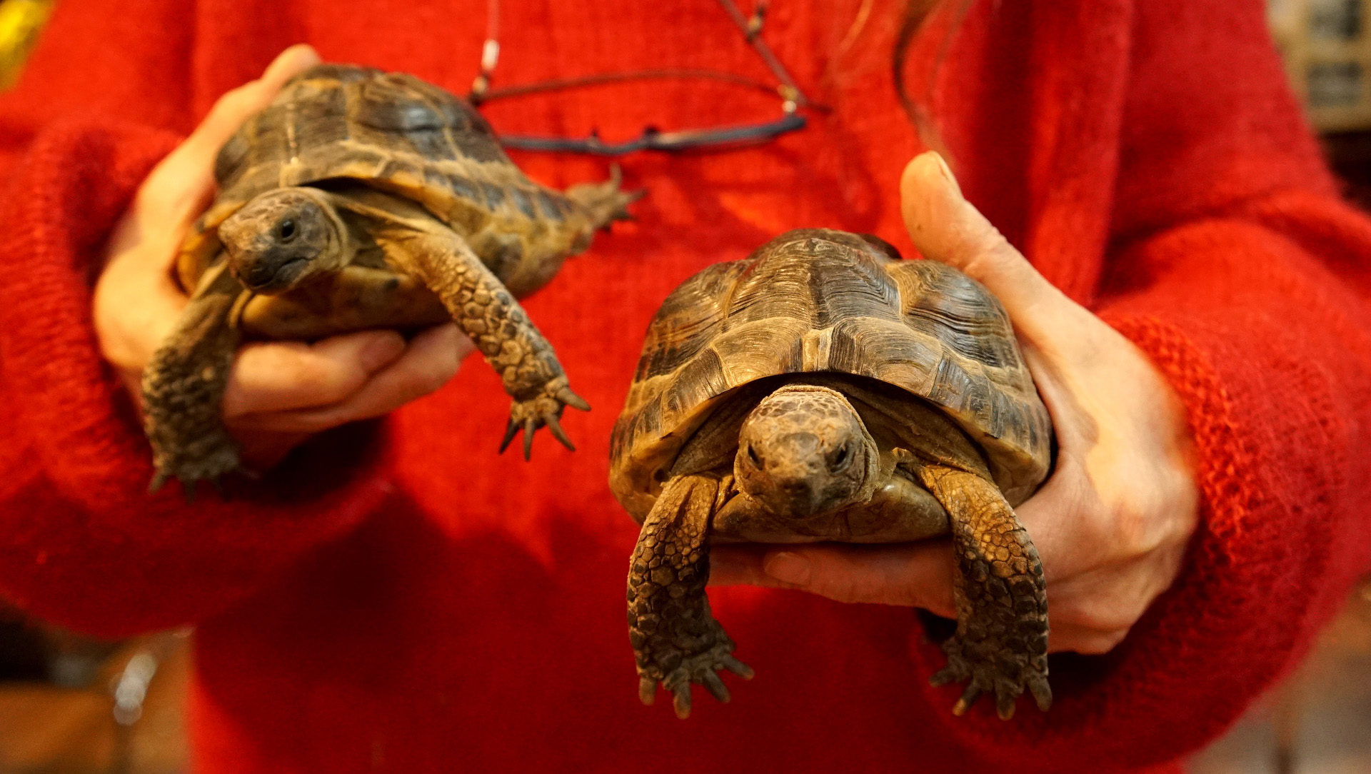 Zwei Schildkröten warten auf den Segen von Pfarrer Schaar