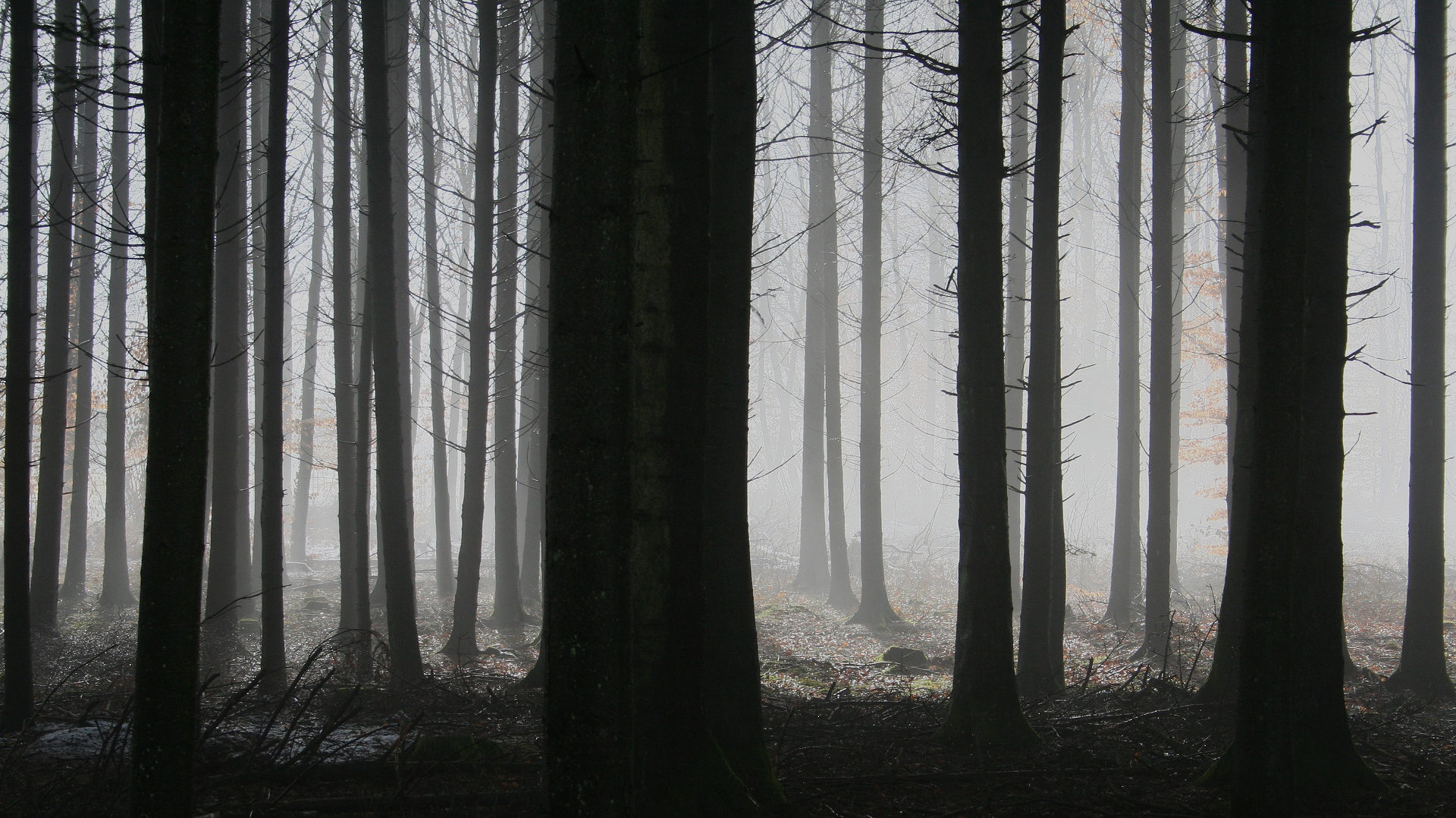 Bäume im kalten Nebel
