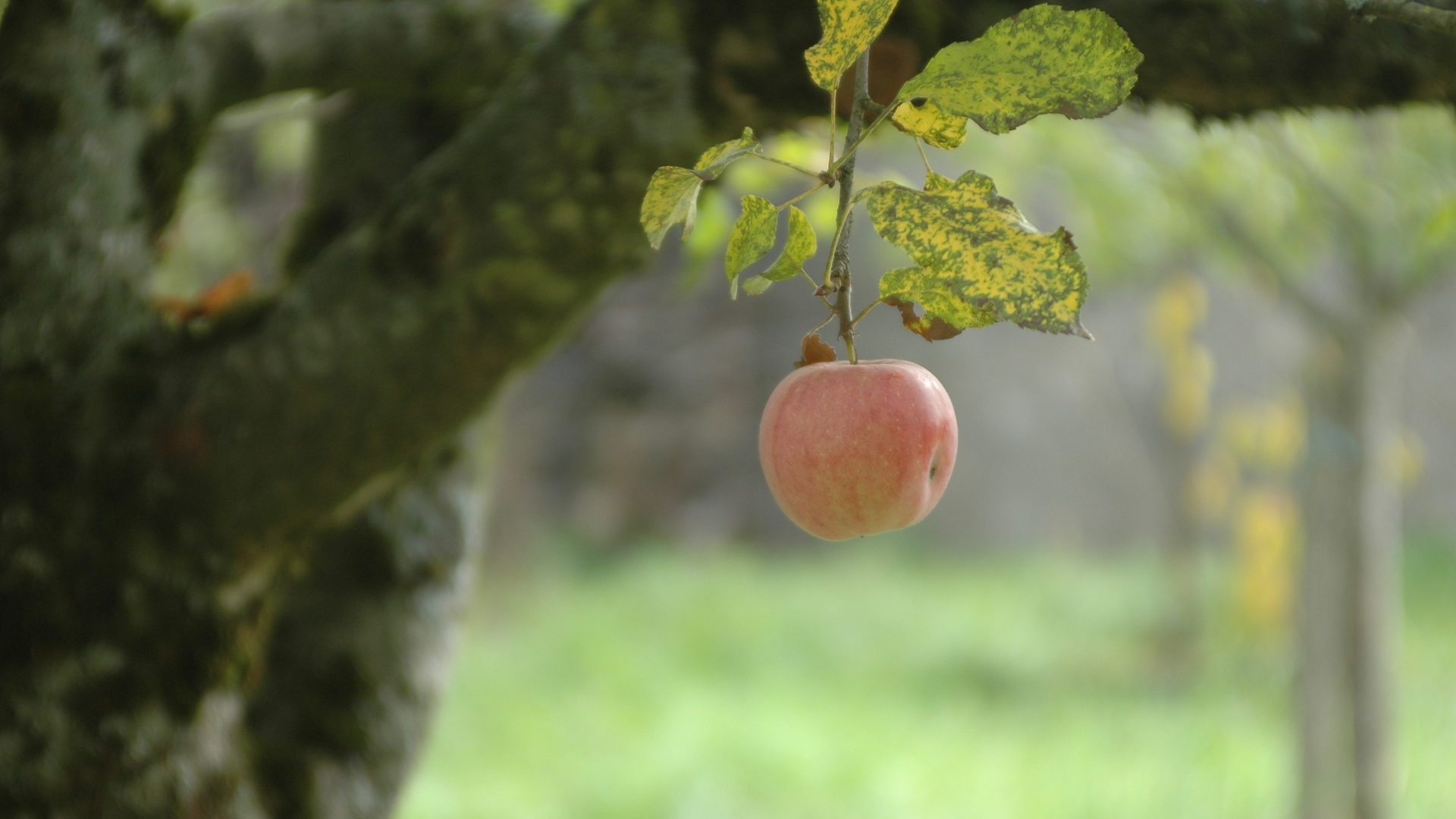 Apfel im Klostergarten.