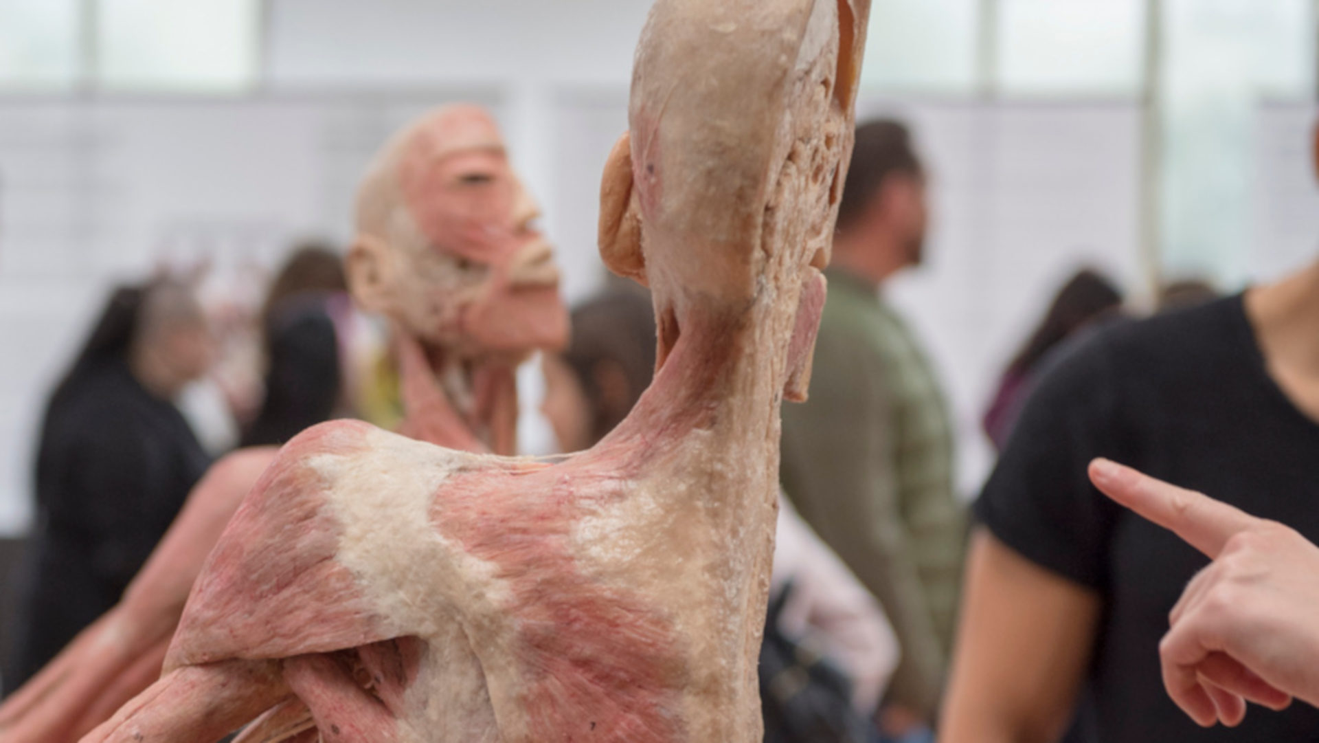 Plastinierte menschliche Koerperteile in der Ausstellung "Bodies Exhibition" in Bern