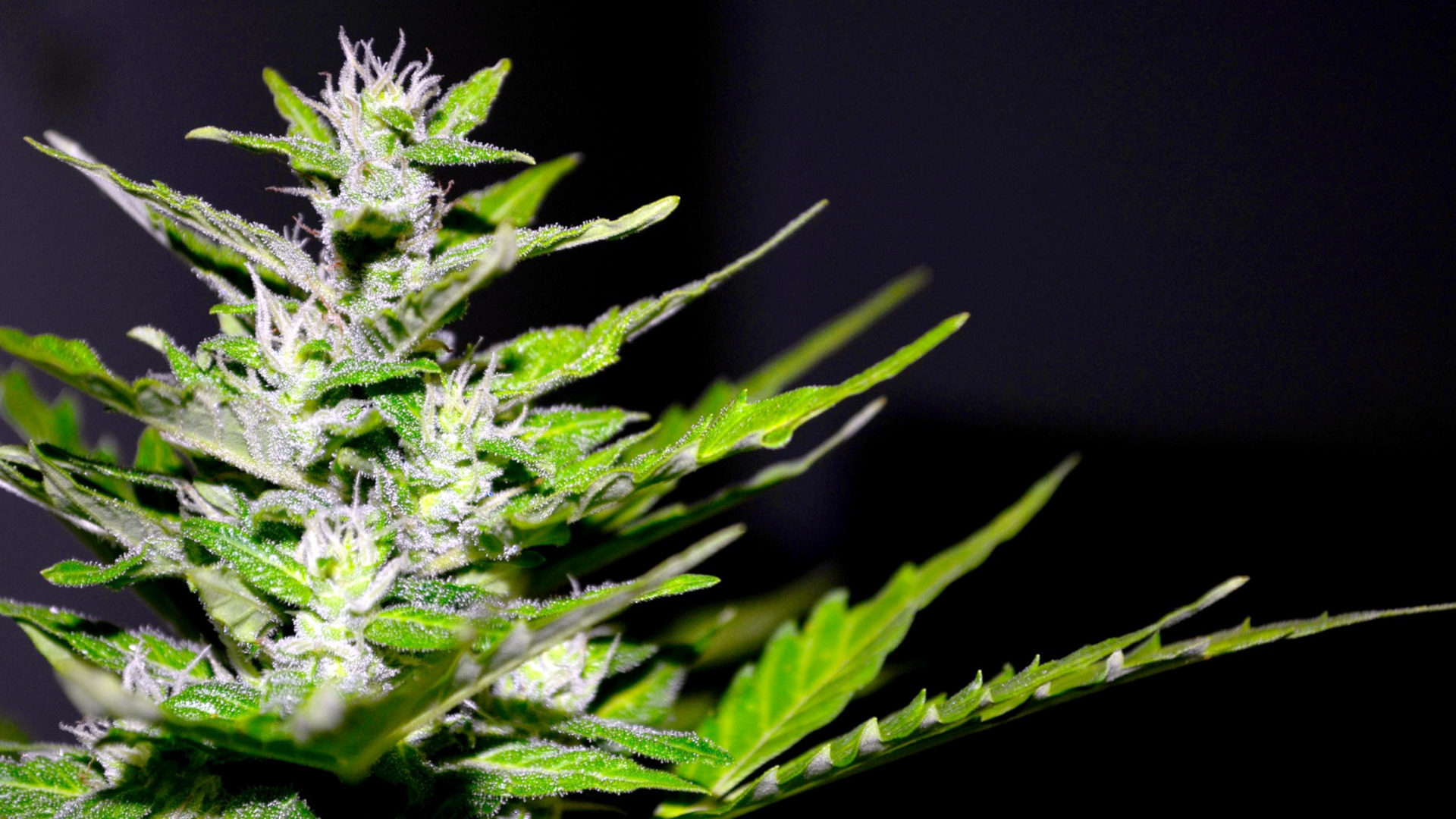 Hanf, die Cannabispflanze