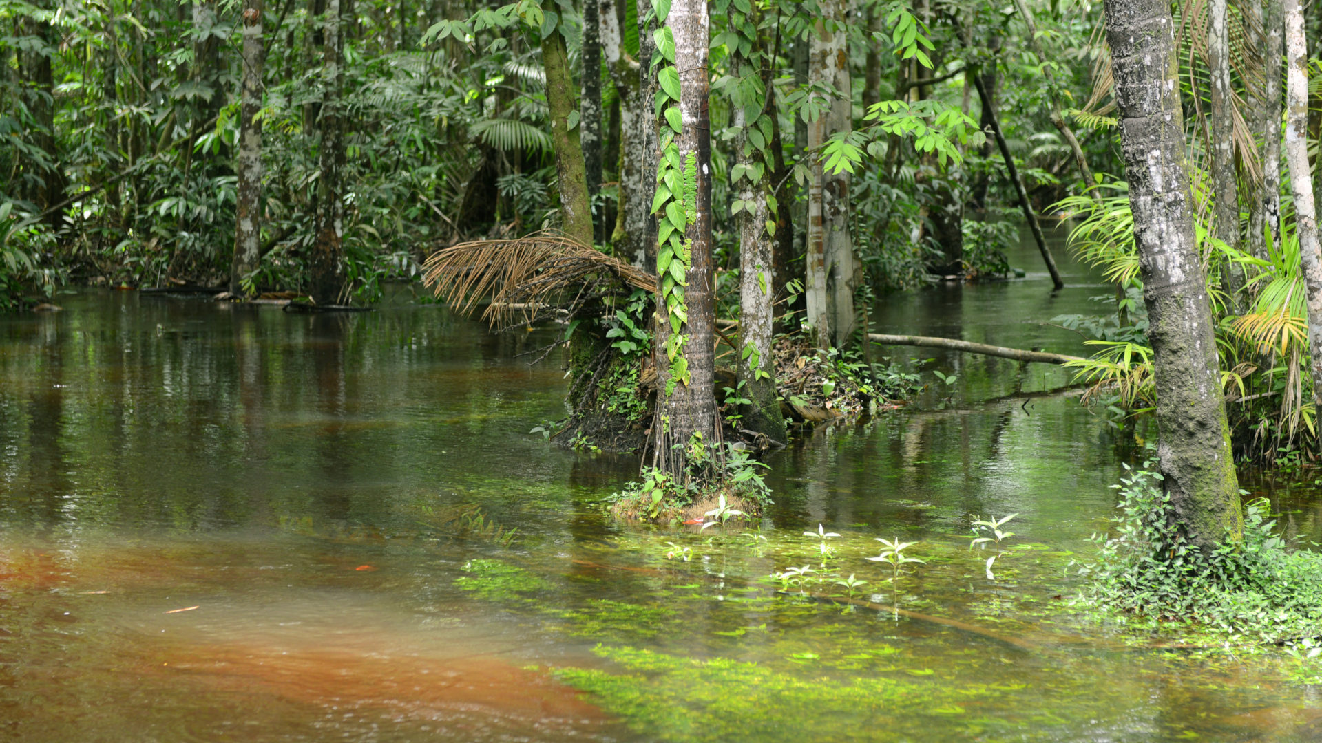 Ein Nebenfluss des Amazonas in Brasilien