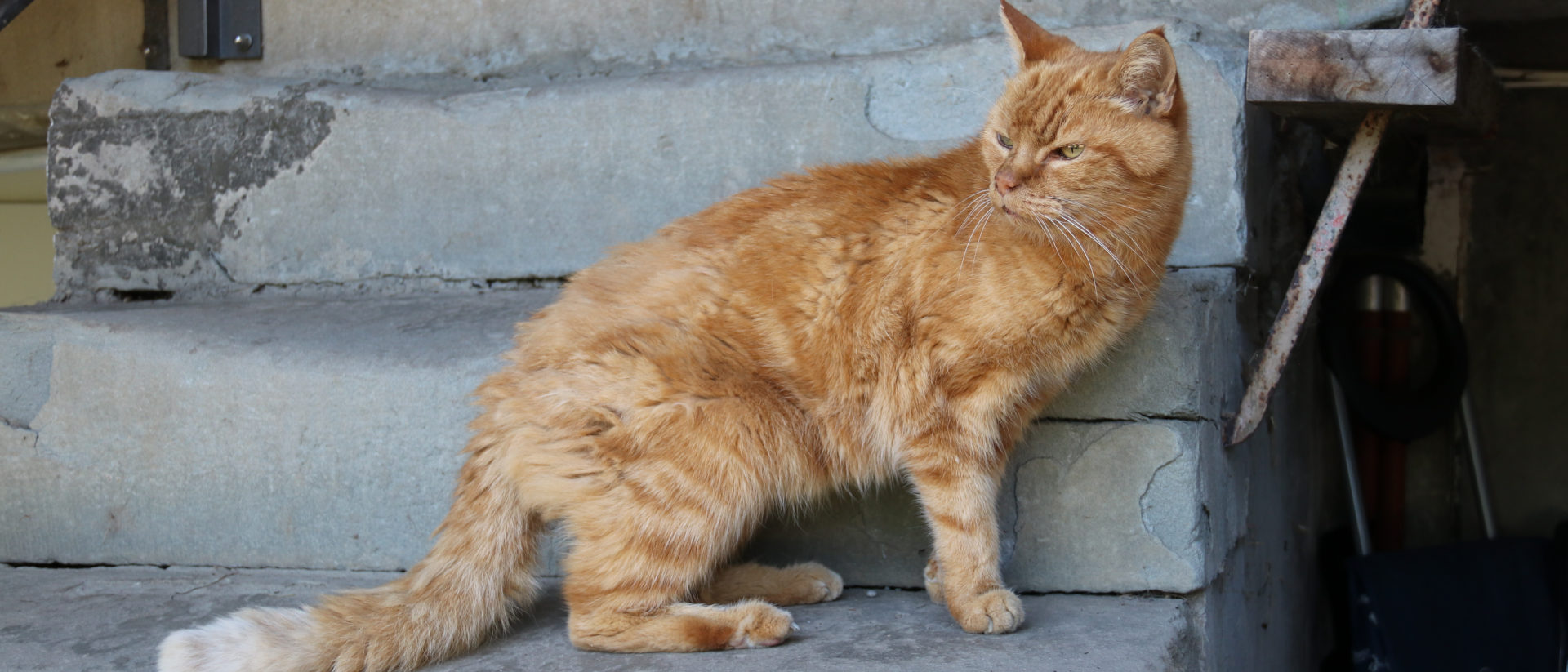 Der betagte Kater Jussi begrüsst Gäste von der Treppe hinunter.
