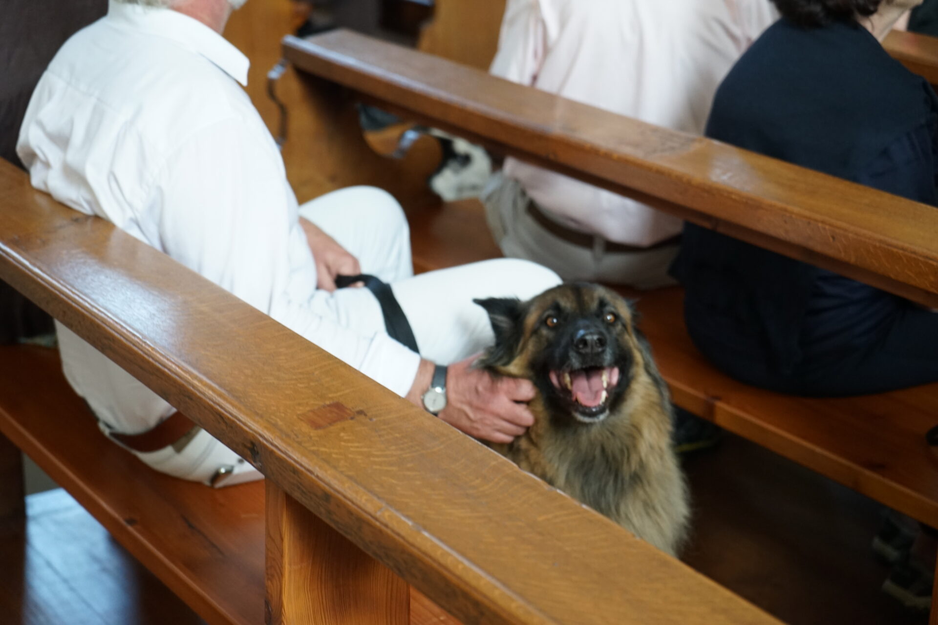Hund im Gottesdienst.