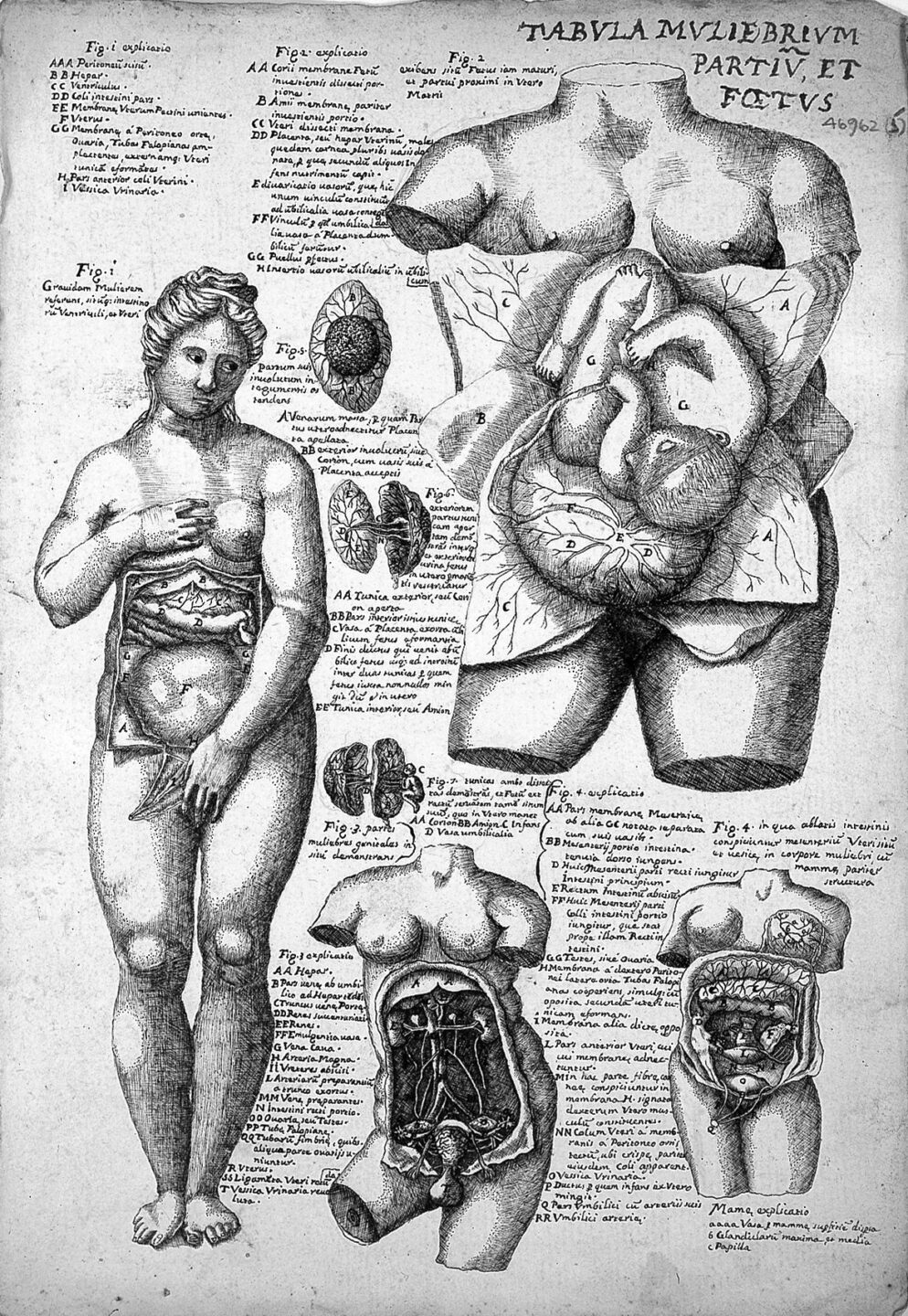 Anatomische Darstellung einer Frau aus dem frühen 17. Jh. nach Valverde. Die Genitalien sind irrelevant.