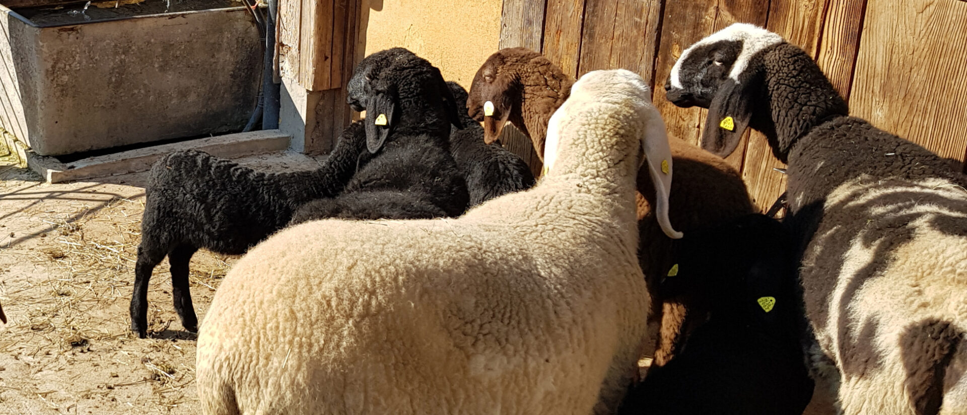 ProSpecieRara-Schafe: Engadinerschaf (l) und Saaser Mutte (r)