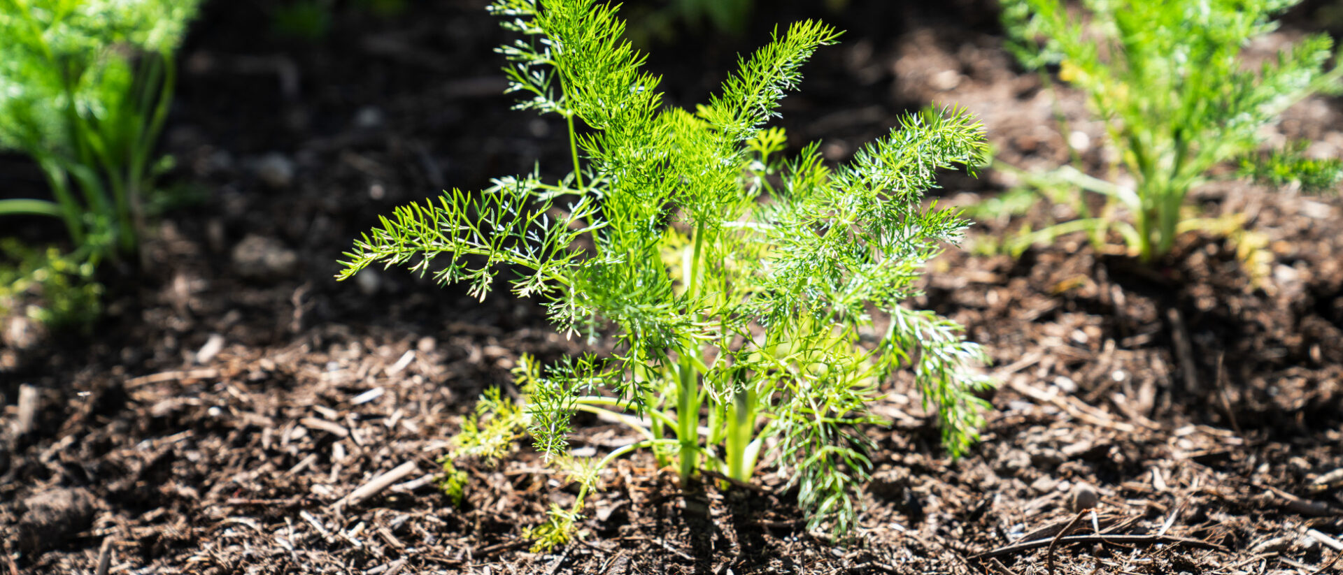 Die Heilige Wiborada hatte ein Faible für Fenchel.