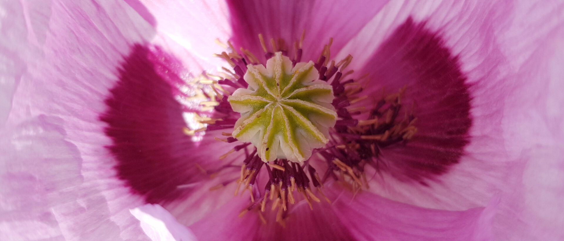 Mohnblume