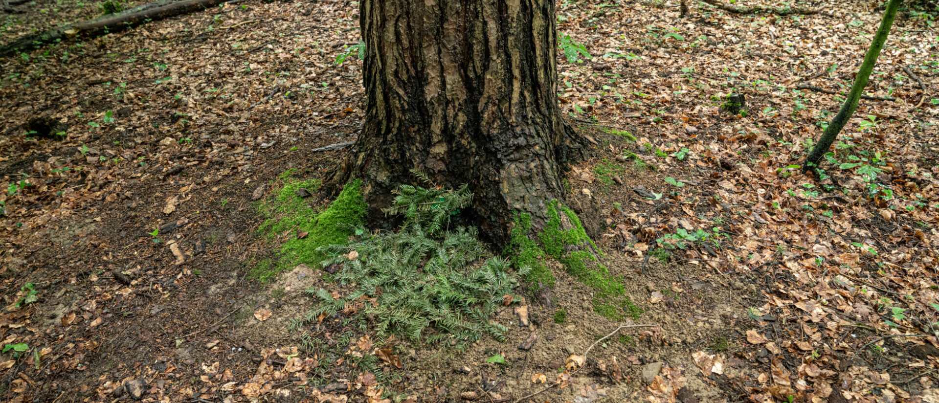 Vor diesem Baum wurde ein Hund begraben.