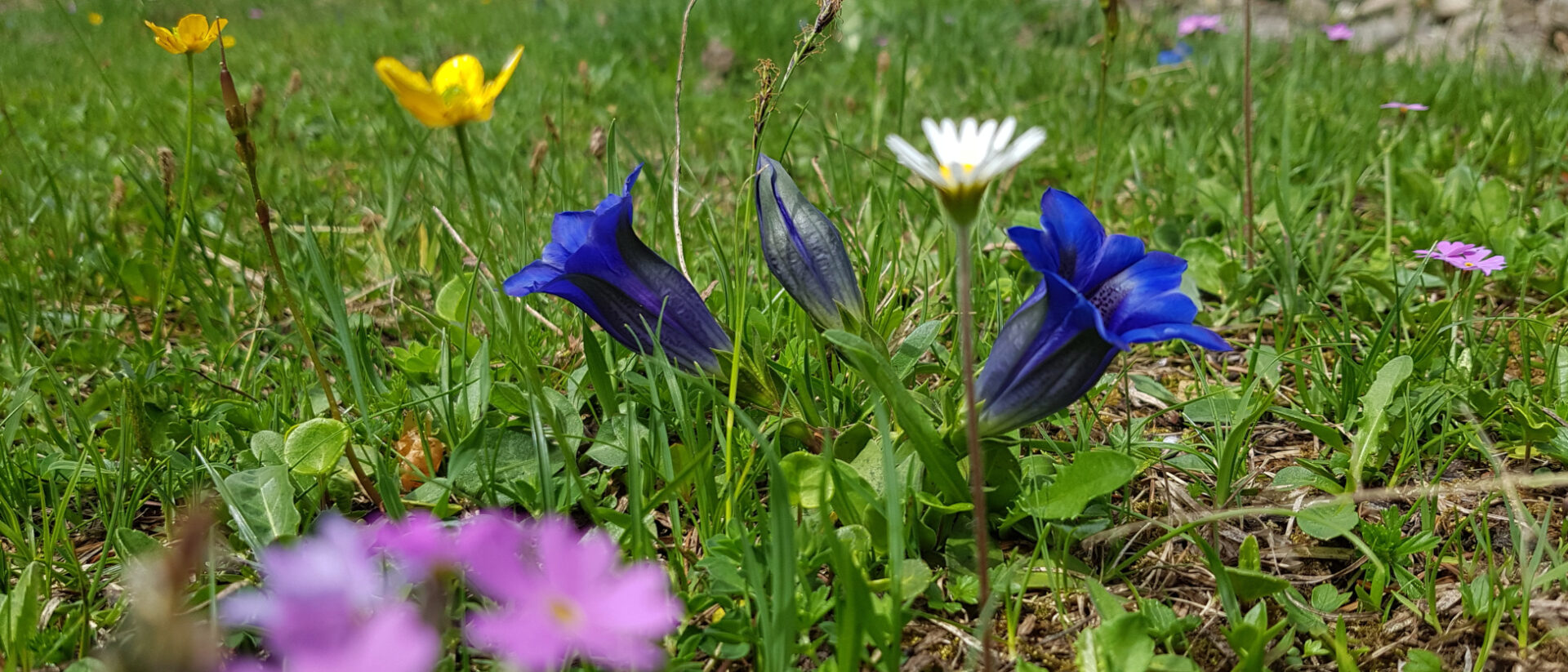 Alpenblumenwiese mit Enzian und Mehlprimel.