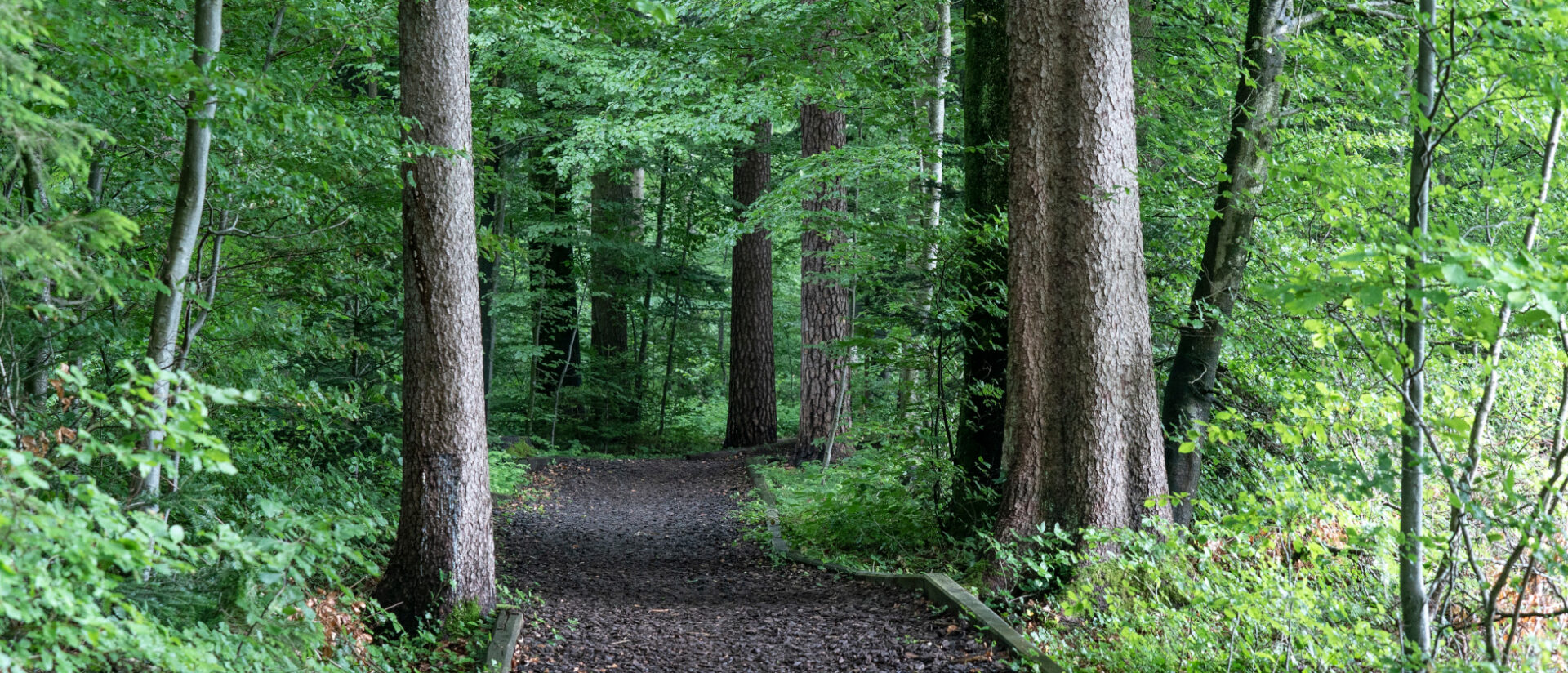 Nichts Auffälliges zu sehen: der Wald-Tierfriedhof von Pfaffhausen ZH