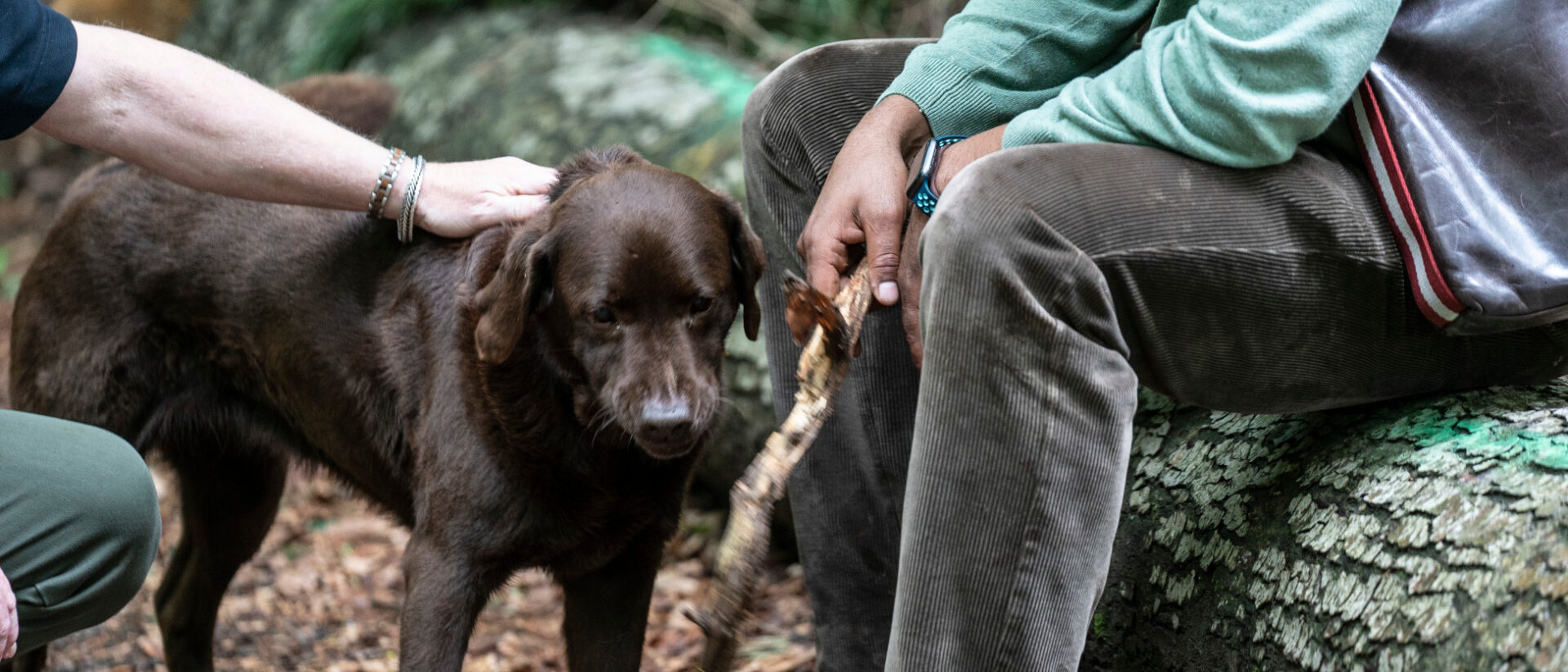 Der Hund steht hier im Mittelpunkt.