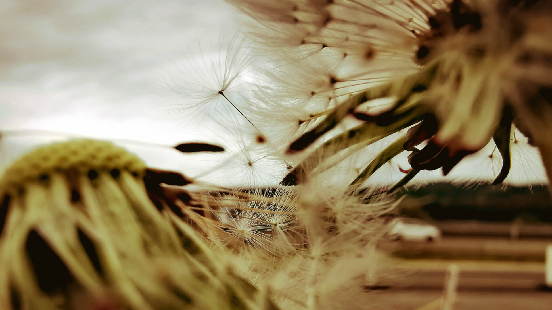 Laudato si’: Das Evangelium von der Schöpfung.