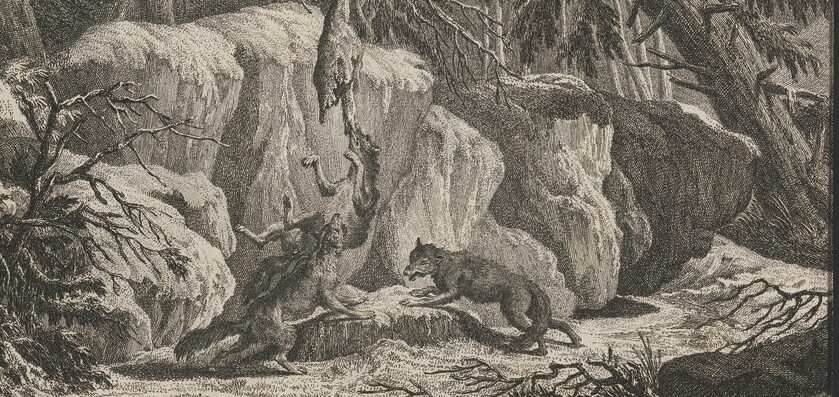 «Lupus orientalis», J. E. Ridinger (undat., zwischen 1700 und 1880), Iconographia zoologica