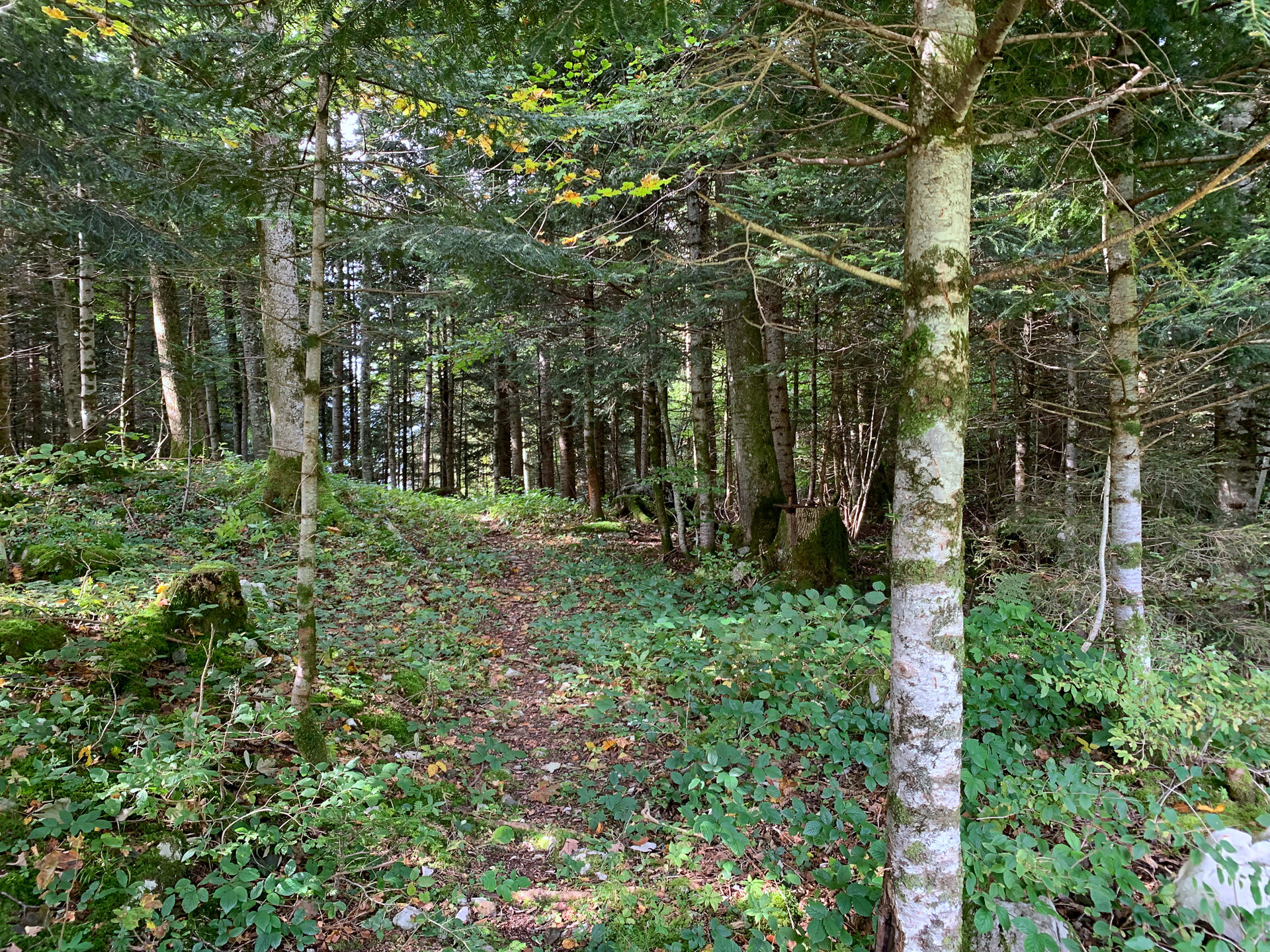 Hier im Chilenwald bei Schwyz soll der Waldfriedhof entstehen.