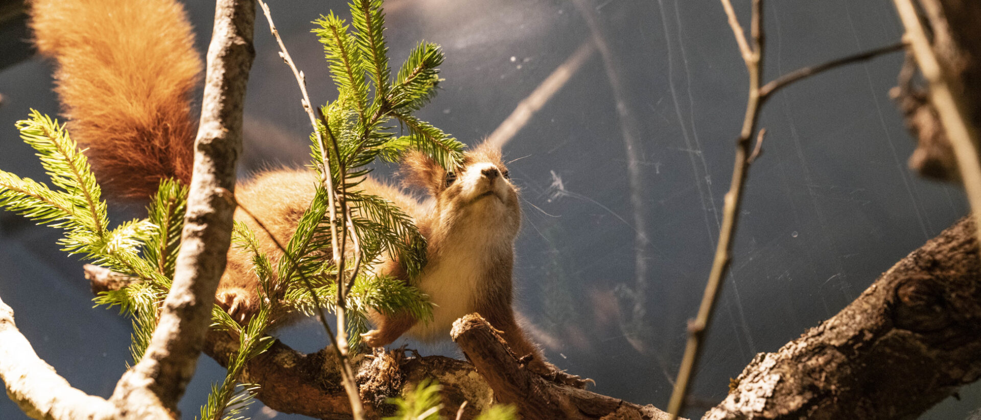 Ein Eichhörnchen im "StadtWald" der St. Galler Cityseelsorge
