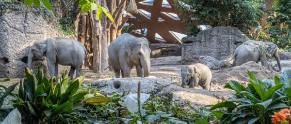 | Zoo Zürich Enzo Franchini