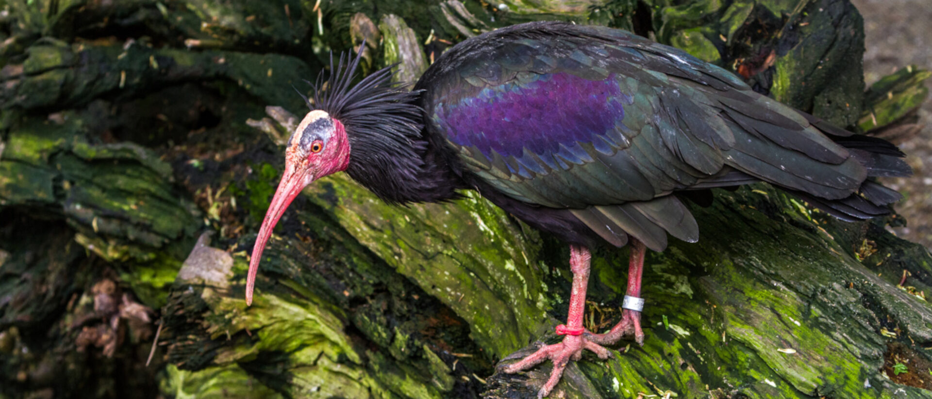 Wird dank Zoozuchtprogrammen vor dem Ausrotten bewahrt: Waldrapp Geronticus eremita.
