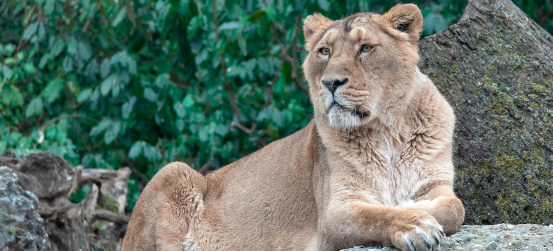 Furchteinflössend: Asiatischer (ehemals: Indischer) Löwe Panthera leo persica; Jeevana.