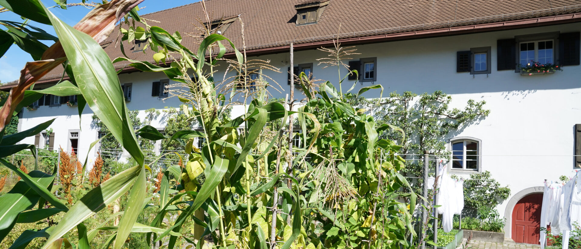 Mais wächst im Klostergarten