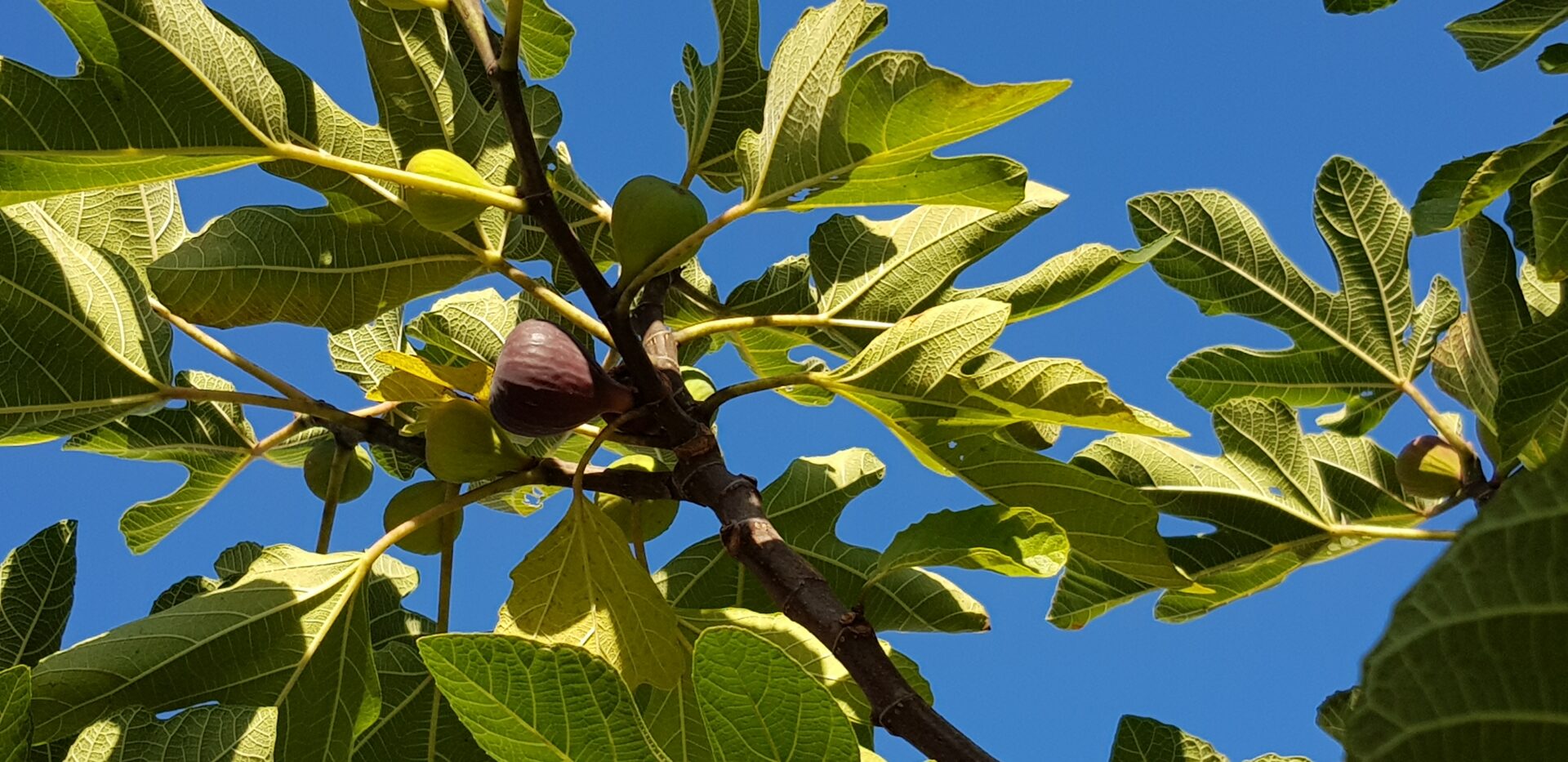 Feigenbaum
