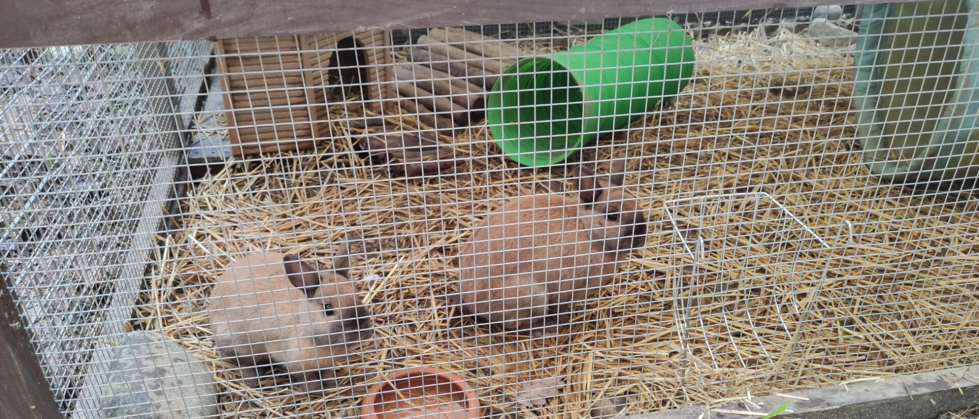 Das Ehepaar hat auf einem Schlachthof Hasen gestohlen. Sie leben nun bei ihnen im Garten.