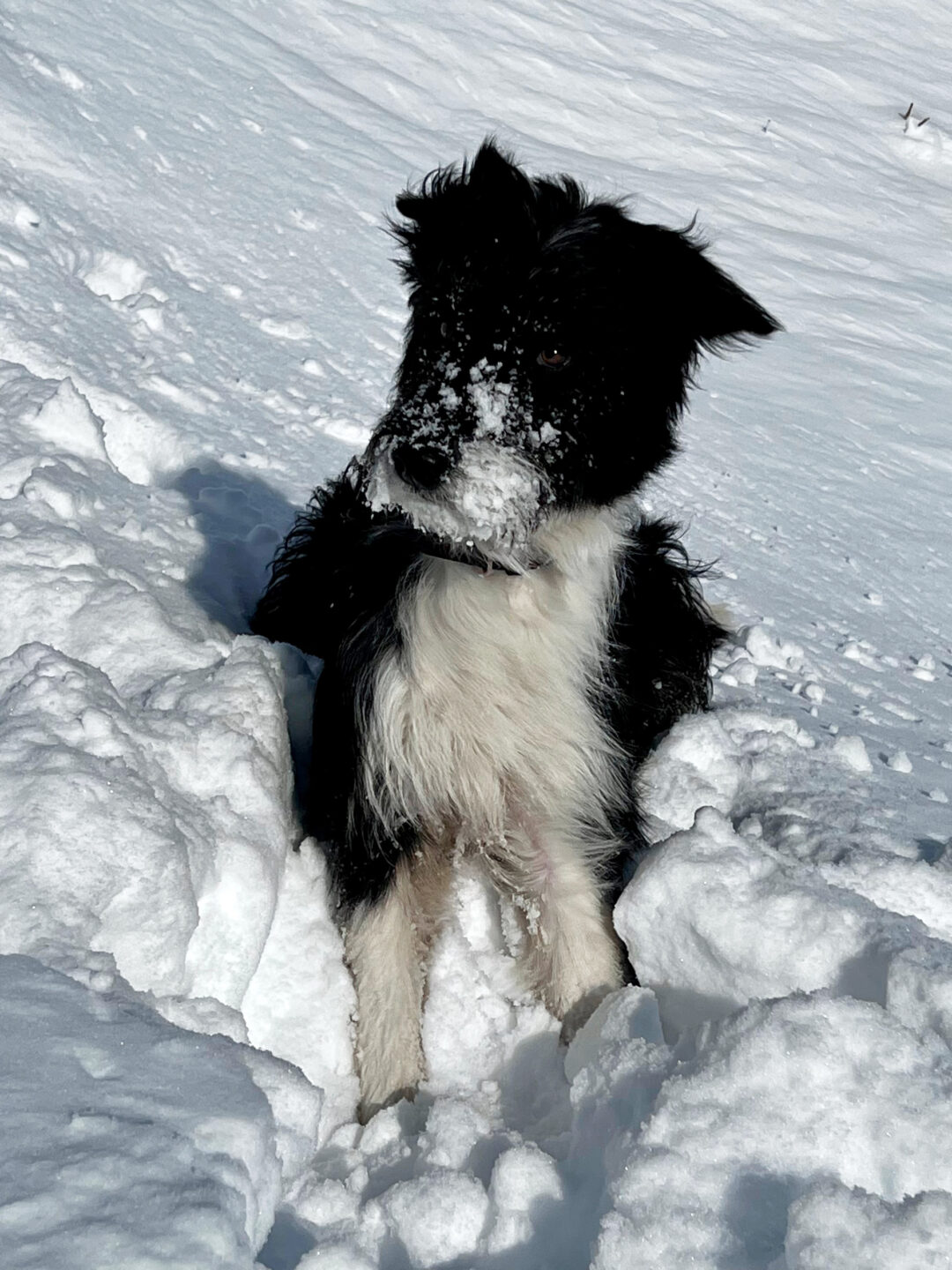 Lily begleitet ihr Herrchen auch auf Skitouren.