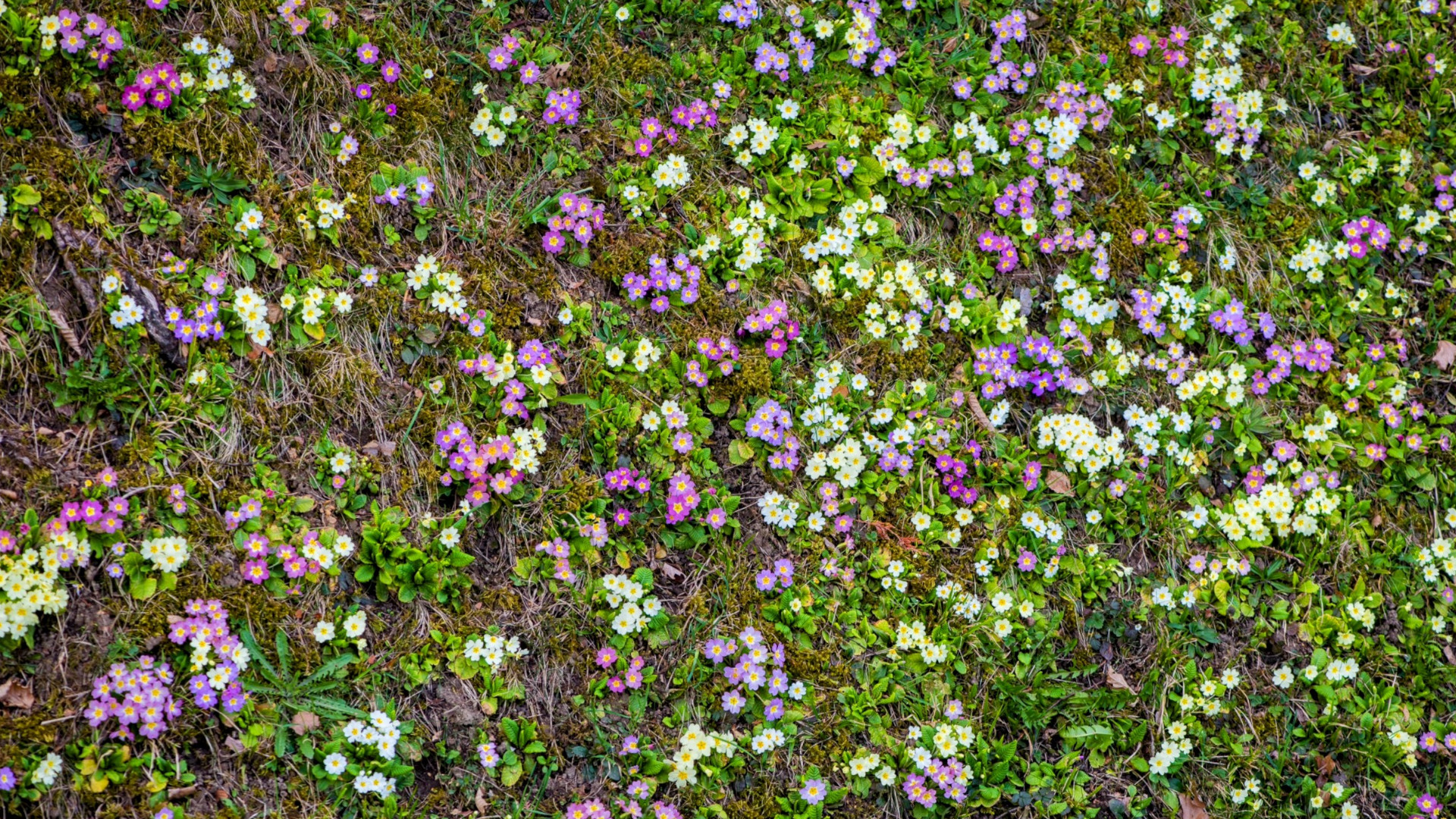 Primeln im Frühling