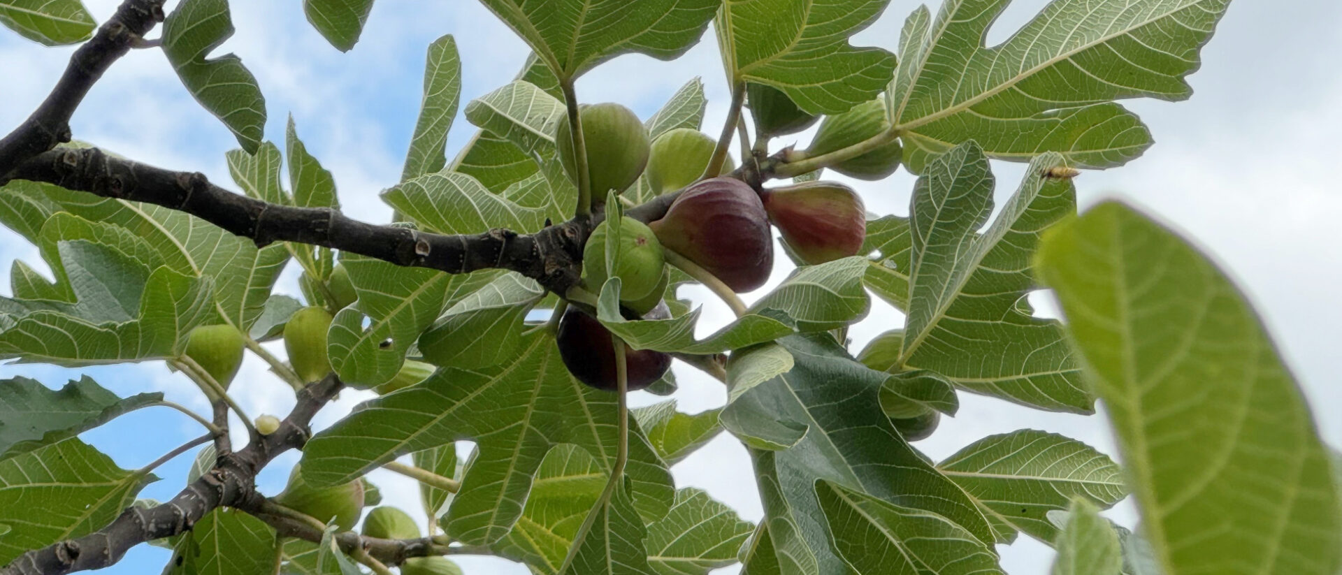 Feigenbaum: die Früchte reifen