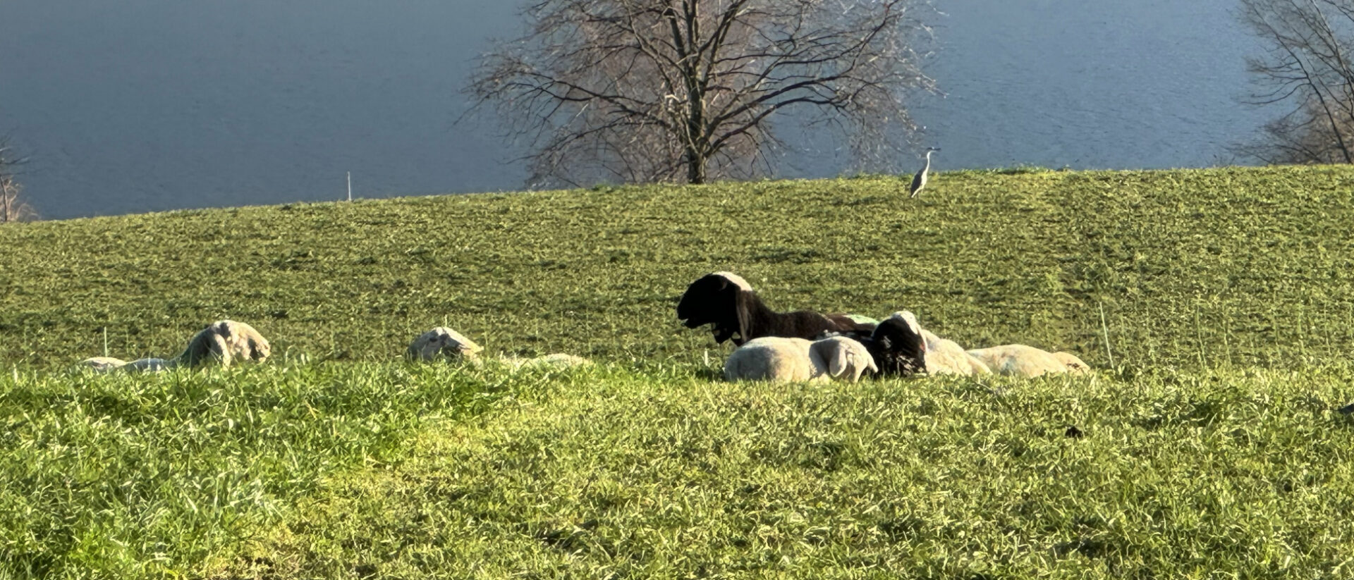 Schafe auf dem Feld