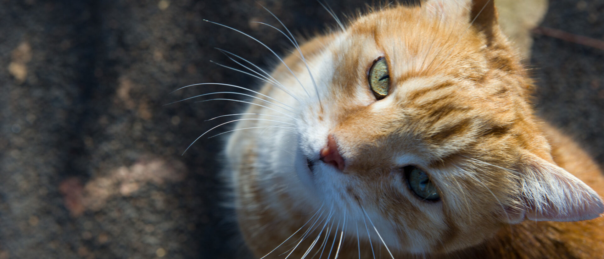 Was unterscheidet den Menschen von der Katze?