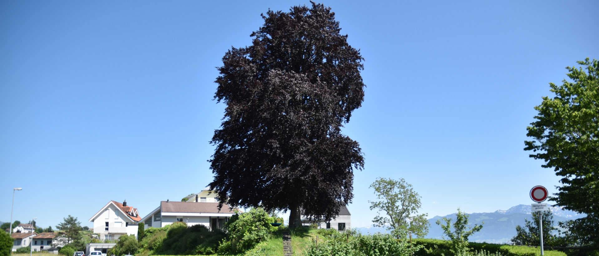 Eine Blutbuche in Rapperswil-Jona. | Barbara Ludwig
