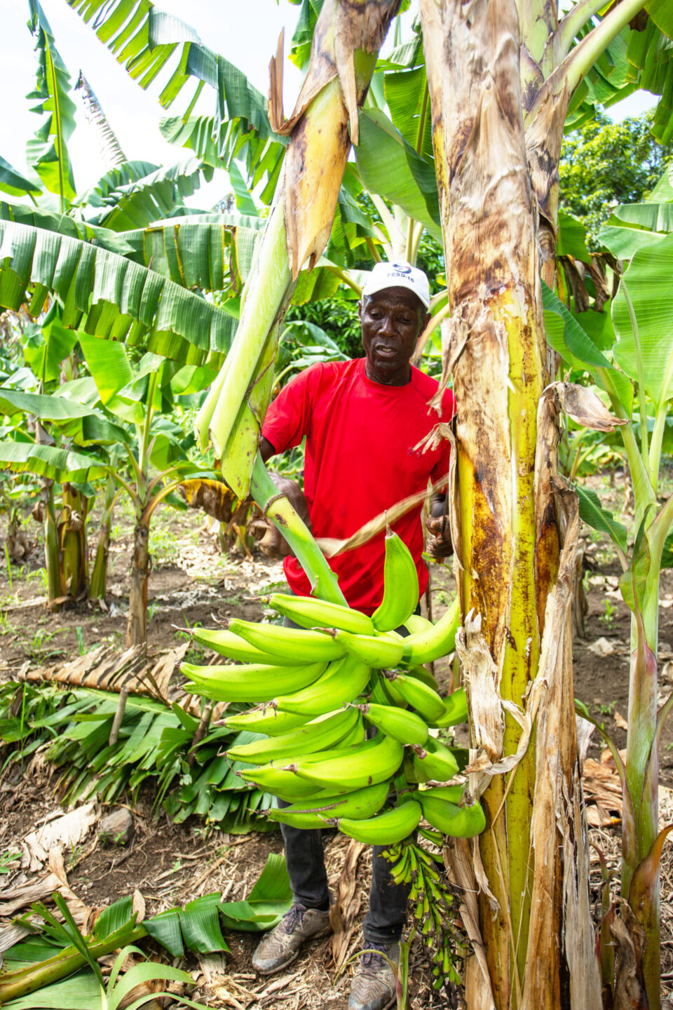 Frito Etienne, 61, auf Haiti, der verschiedene Agrarprodukte auf ökologische Weise anbaut - hier mit Bananen.