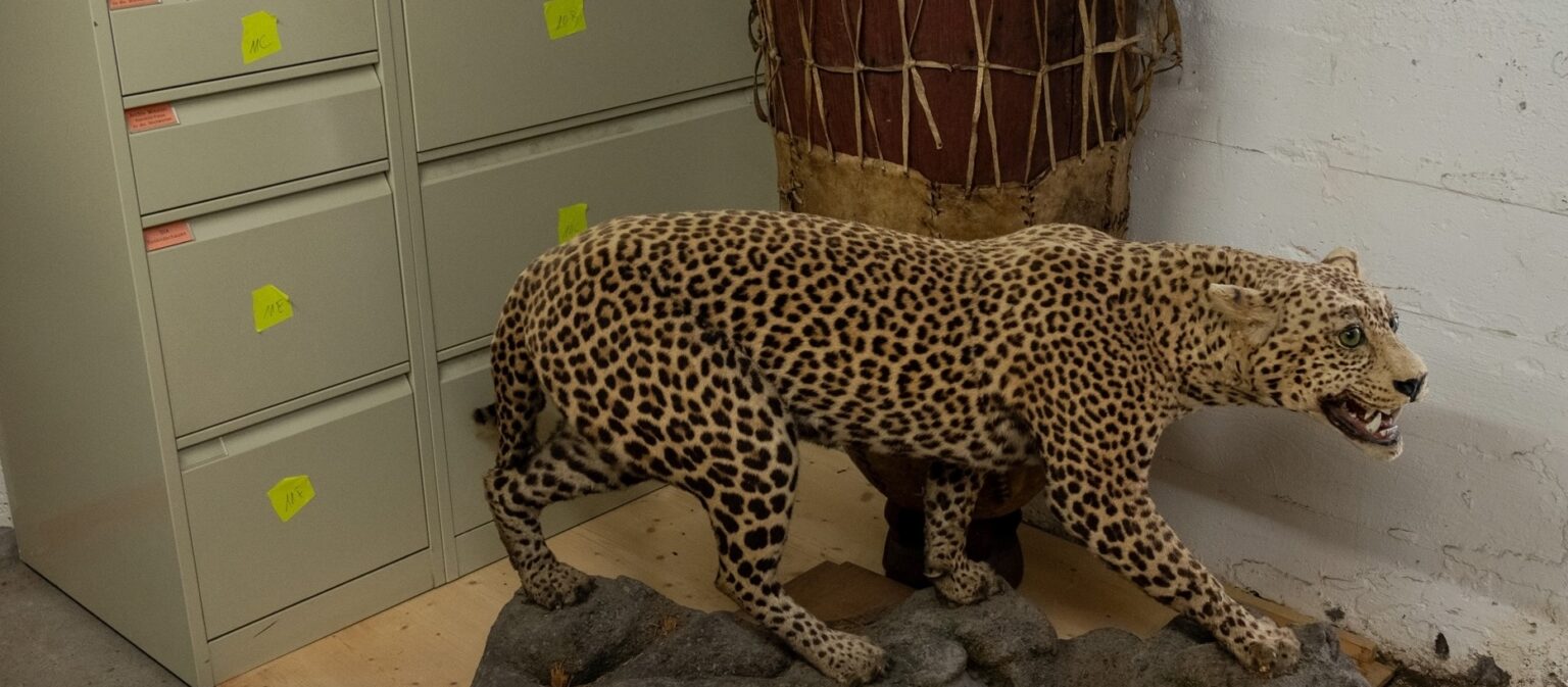 Ein Jaguar wacht beim Eingang in den einen Kulturgüterschutzraum im Kloster Wesemlin. Er dürfte aus einer der zahlreichen Missionsniederlassungen der Kapuziner stammen.