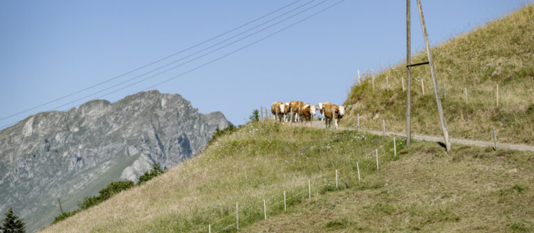 Aufgrund der anhaltenden Trockenheit gibt es in einigen Alpgebieten zu wenig Wasser, und es wächst kaum noch Gras. Hier im Pays d'Enhaut im Kanton Waadt. | Keystone